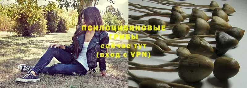 Галлюциногенные грибы Psilocybe  Валуйки 